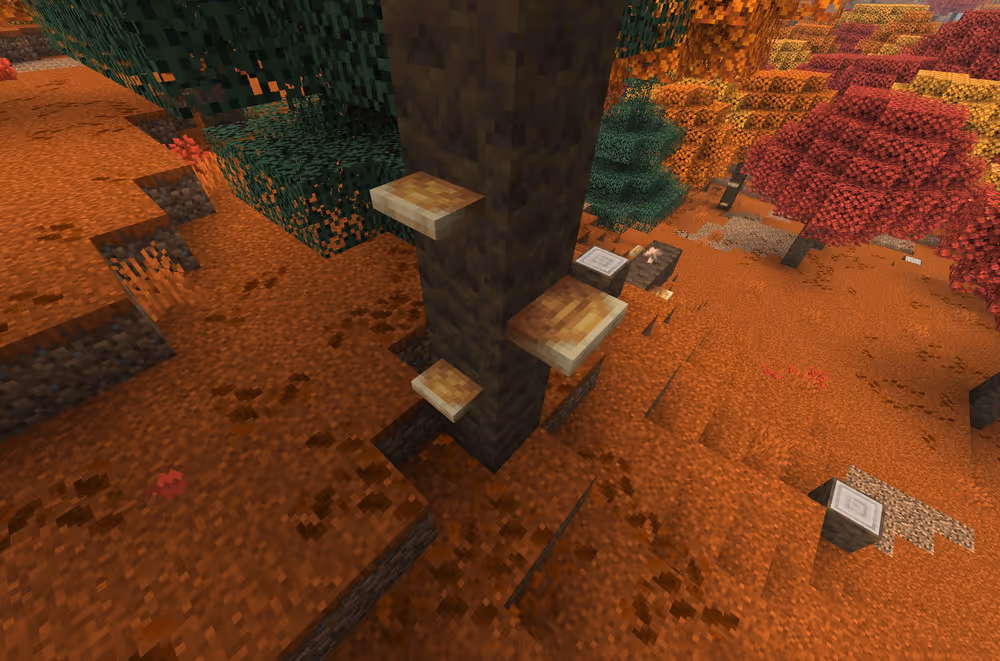Screenshot of a Small and large Shelf Mushrooms growing on a Poplar Tree trunk